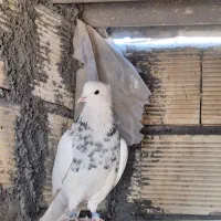 کبوتر طوقی درجه یک