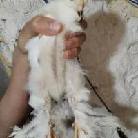جوجه برهما