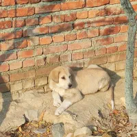 توله پژدر|سگ|بهار, |دیوار