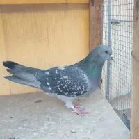 کفتر تهرونی