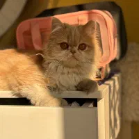 بچه گربه پرشین