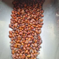 لوبیا چیتی