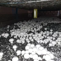 قارچ درجه یک حراج عیدانه