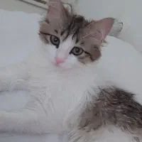 واگذاری بچه گربه