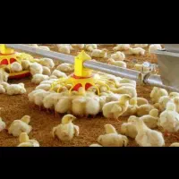تخم مطفه دار همه نوع
