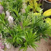 نخل اریکا و نیکولای.