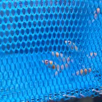 بچه ماهی مولی