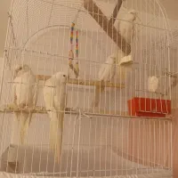 عروس هلندی و پت شاپ