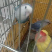 کوتوله مولد دونسته