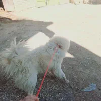 سگ سامویید|سگ|اصفهان, باغ زرشک|دیوار