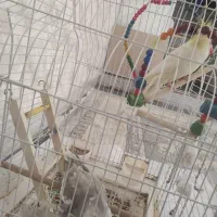 عروس هلندی +قفس