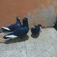 کفتر جفت قره سوری با یه جوجه  اصل پاک|پرنده|شیراز, آزادگان|دیوار