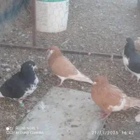 فروش چند عدد شهری نروماده باقیمت عالی|پرنده|حسن آباد, |دیوار