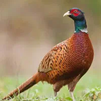 تخم نطفه دار ازین پرنده