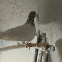 کفتر ماده سالم فروشی|پرنده|بردسکن, |دیوار