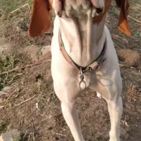 توله سگ انگلیس