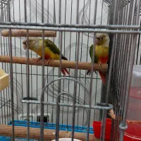 دو تا گرینچیک ۳ تا۴ ماهه سالم و شاداب