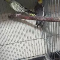 عروس هلندی معاوضه|پرنده|کرج, شاهینویلا|دیوار