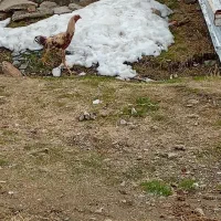 خروس لاری|حیوانات مزرعه|سقز, |دیوار