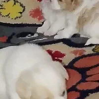 ۴ تا توله نر و ماده پشمالو