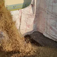 برنج عنبربو با کیفیت|حراج|گتوند, |دیوار