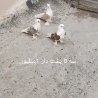 کفتر خوب و سرحال