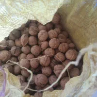 گردو|حراج|فیروزآباد (لرستان), |دیوار