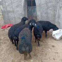 5عدد عتیقه سیاه