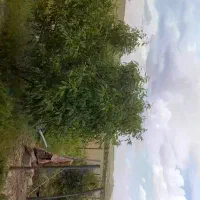 فروش زمین کشاورزی|فروش دفتر صنعتی، کشاورزی، تجاری|بیجار, |دیوار