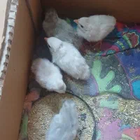 جوجه مرغ شاخدار رنگ سفید وسیلور