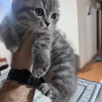 گربه اسکاتیش