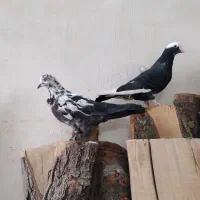 دو جفت کبوتر حسابی