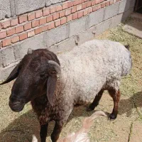 قوچ یک ساله نژاد افشار