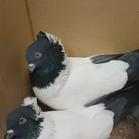 کبوتر پرستویی وپلاکی
