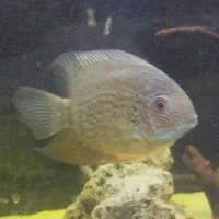 سورم گرین نر خوش گرید و سالم