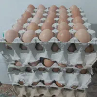 تخم مرغ نطفه دار و خوراکی محلی طبیعی و ارگانیک