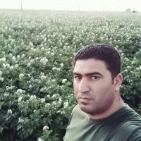 فروش مسقیم سیب زمینی به سراسر ایران (عمده)|فعالیت داوطلبانه|لنگرود, |دیوار