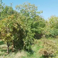 فروش باغ در لوکیشن عالی