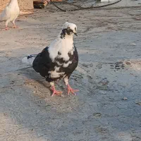 کفتر