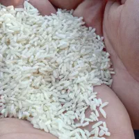 ۴۵۰ کیلو لاشه درشت هاشمی قیمت ۲۰۰ هزار تومان