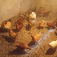 فروش سه خروس  سنگین وبیست عدد مرغ تخمگذار