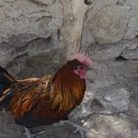خروس و مرغ