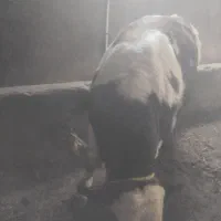 گاوگوساله نر