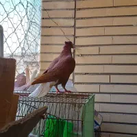دم سفید|پرنده|بهبهان, |دیوار