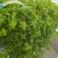 استخدام گیاه پزشک