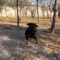 دوبرمن سگ|سگ|نیر (اردبیل), |دیوار