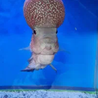 ماهی فلاور گرید AA|ماهی|تبریز, |دیوار