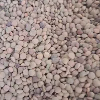 عدس خوش بخت خوب