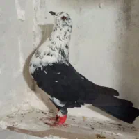 5تا کل گرفتنی