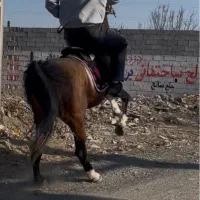 اسب نریان ۴ساله